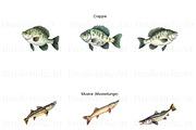 Freshwater Fishing Clipart, Bass PNG, an Animal Illustration by BrushstrokeArtGB (Thumbnail 4 of 9)