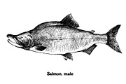 Fish collection, part 1, a Food Illustration by ZotovShop (Thumbnail 5 of 14)