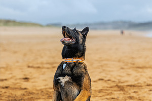 Trained Belgian Malinois sitting on, a Nature Photo by Perpis