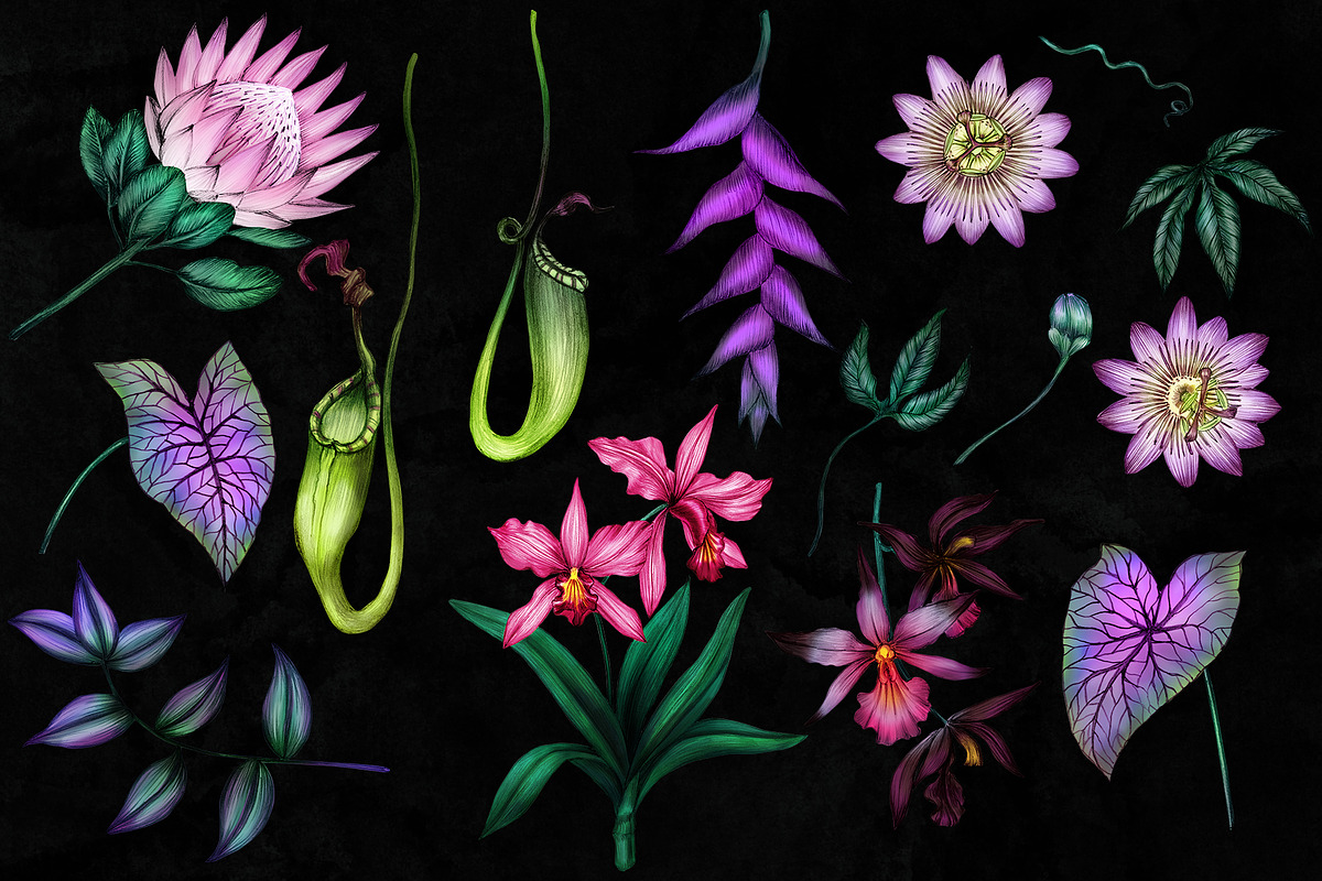 Exotic tropical flowers., an Illustration by ARTVracovska (Photo 2 of 6)