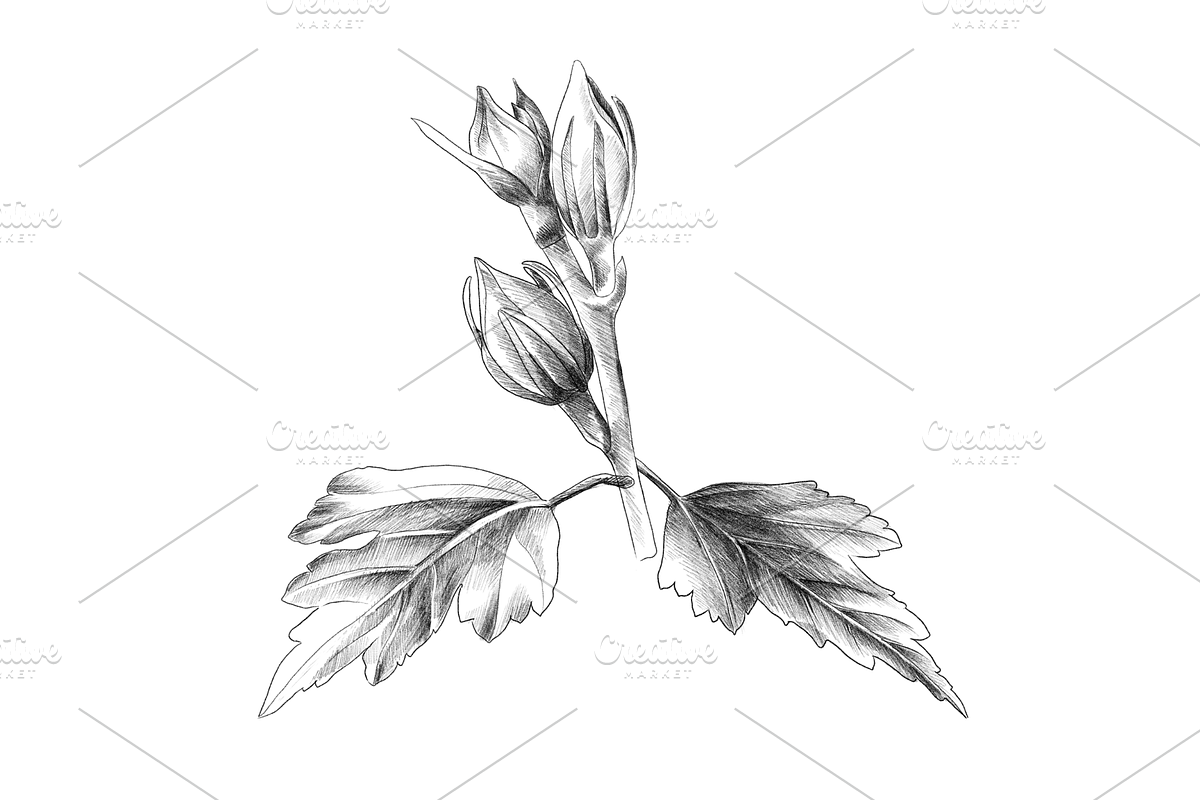 Floral Collection, an Object Graphic by VictoriaKStudio (Photo 5 of 7)