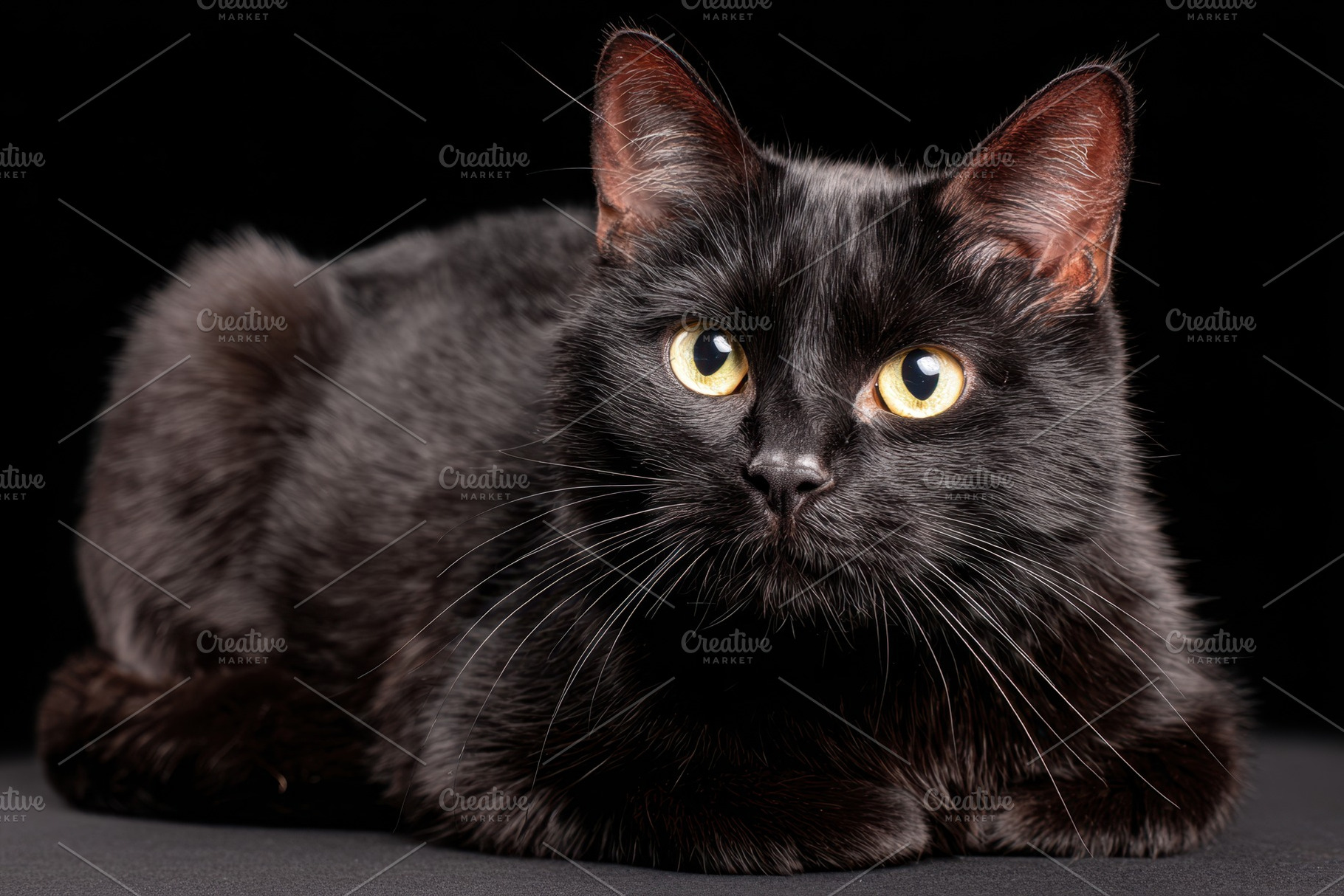 Close-up of a black cat on dark background, an Animal Photo by AlyaAnd