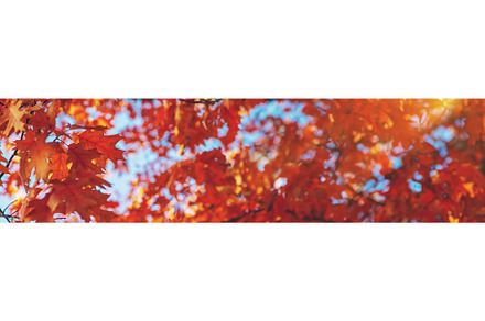 Autumn trees leaves against the sky, a Nature Photo by yanadjana