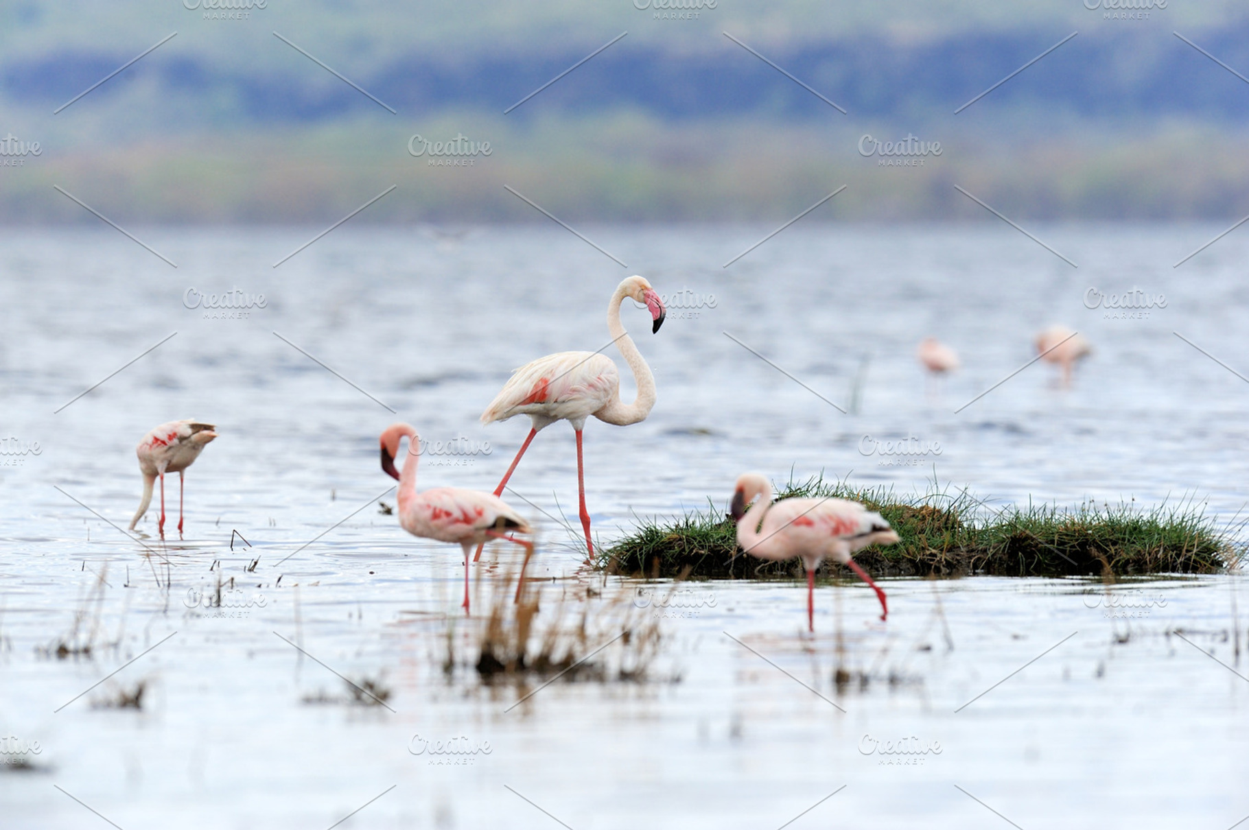 Beautiful flamingos on lake featuring flamingo, bird, and wildlife, an Animal Photo by Byrdyak