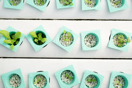 Little plant in green pot. Green plant in Hydroponics farm. Agri, an Industrial Photo by Ministocker