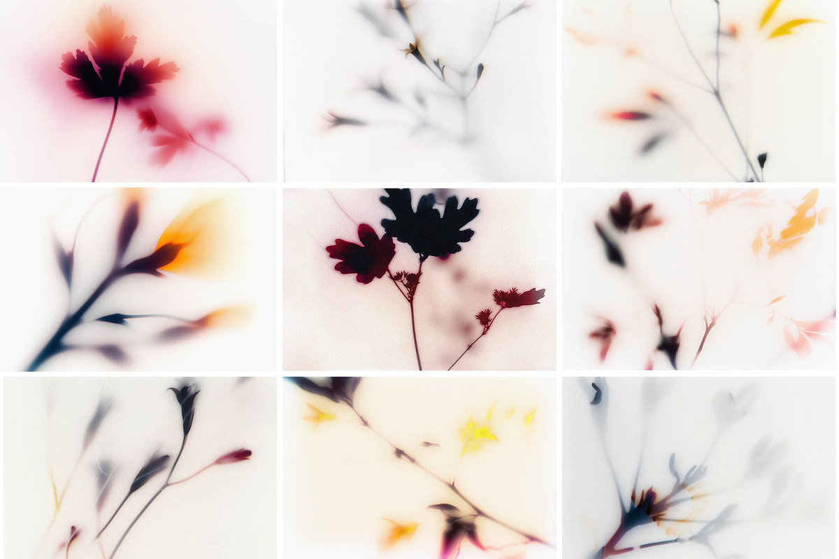 Foggy Flower Collection, a Background Graphic by nkate (Photo 4 of 11)