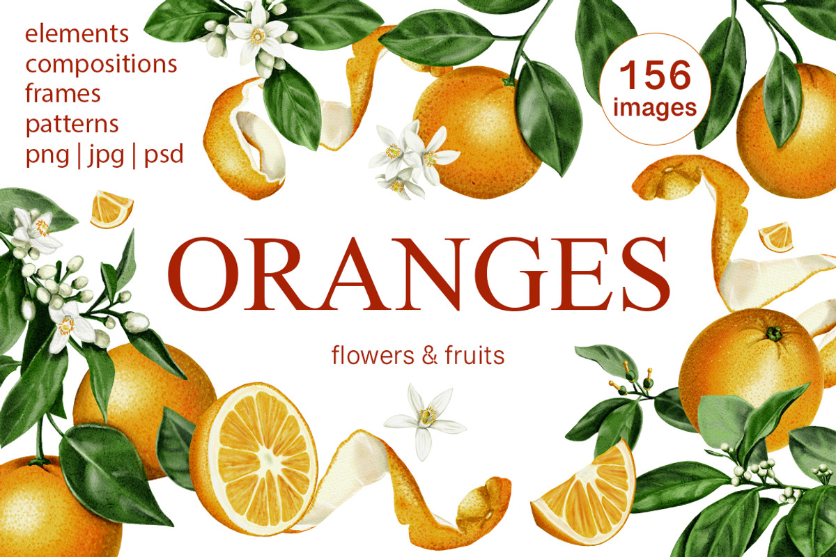 Oranges flowers and fruits clip art, a Food Illustration by Alena Sid (Photo 1 of 14)