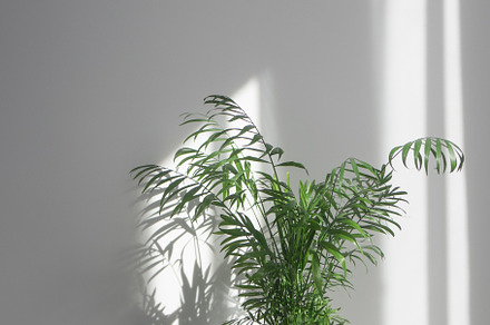 Green plant Areca in a flowerpot on a table against a white wall background, a Nature Photo by Yaroslav Danylchenko