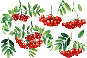 Watercolor Fresh Berries, a Decorative Illustration by Hanna Hryharenka (Thumbnail 7 of 16)