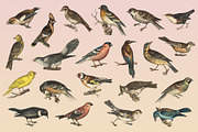 122 Vintage Illustrations of Birds, an Animal Illustration by Graphic Goods (Thumbnail 7 of 14)