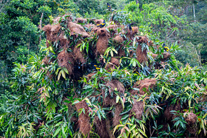Bird nests in the lush trees of Cuyabeno Reserve, Ecuador, an Animal Photo by GoodGoods