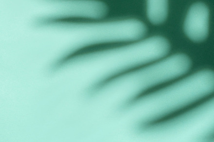 Shadows from palm leaves, a Nature Photo by Olena Rudo