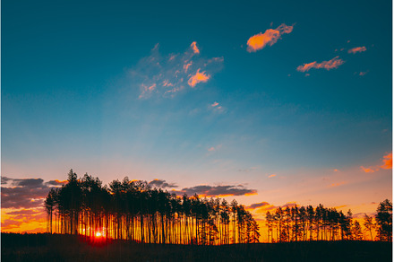 Sunset Sunrise In Pine Forest. Sun, a Nature Photo by Our Amazing World