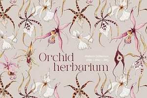 Orchid Herbarium Pattern Collection