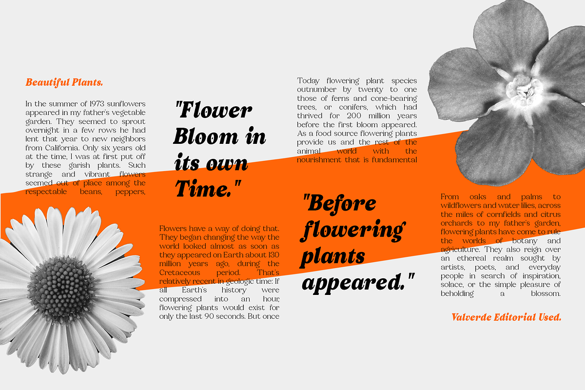 Valverde Functional Serif-36 Fonts, a Serif Font by Jehoo Creative (Photo 8 of 15)