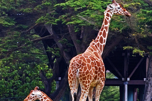Giraffe featuring animal, picture, and photo