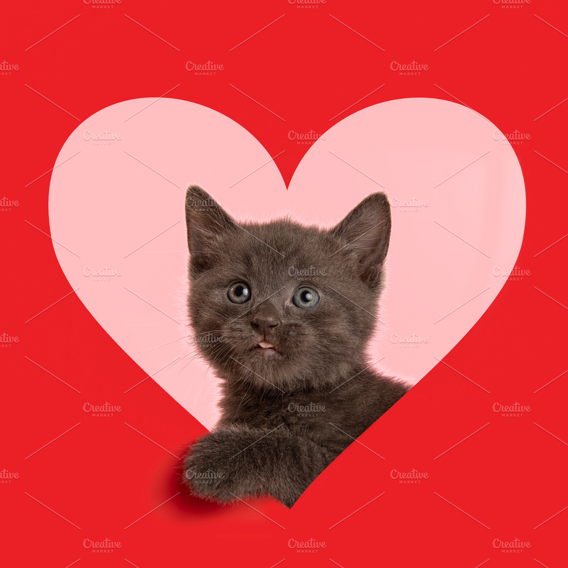 Cute grey baby cat through heart, an Animal Photo by Elles Rijsdijk