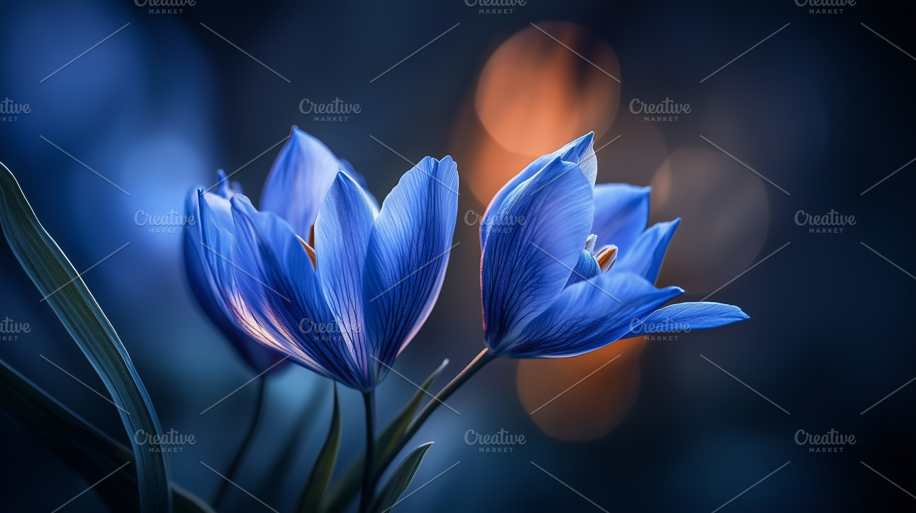 Delicate blue flowers glow in the, a Nature Photo by MistyDay