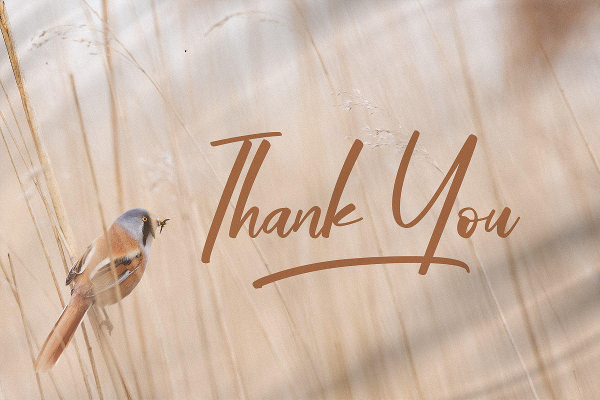 Nathaniell, a Handwritten Font by Integritype Studio (Photo 15 of 15)