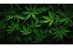 Lush Green Cannabis Leaves, a Nature Photo by Lermont51