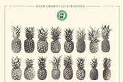VECTOR PINEAPPLE HAND DRAWN BUNDLE, a Food Illustration by pawellpi (Thumbnail 5 of 5)
