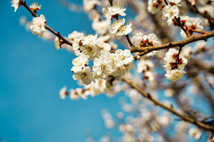 Cherry blossom branches illuminated by sunlight in spring., a Nature Photo by Eugene_Photo