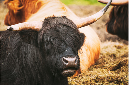 Black Highland Cattle Cow Graze On A, an Animal Photo by Our Amazing World