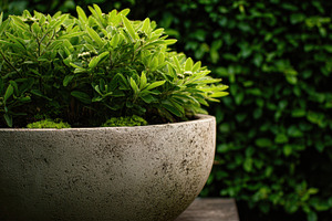 Green plants in a round pot on wood, a Photo by Beautiful things