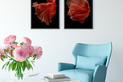 100 Photos of The Siamese Betta fish, an Animal Photo by coffeelover (Thumbnail 5 of 12)