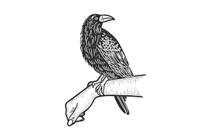 Crow On Hand Sketch Vector