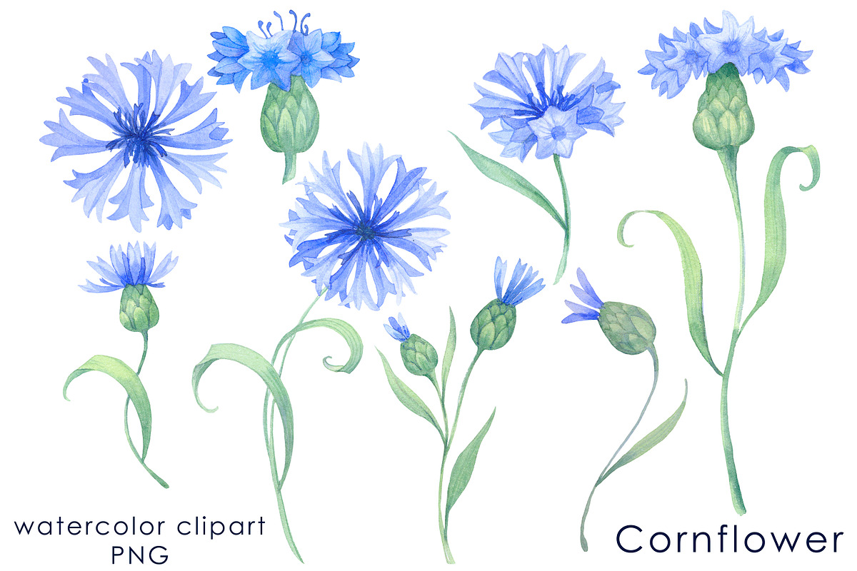 Watercolor blue cornflowers Clipart, an Illustration by EshaStudio (Photo 2 of 2)