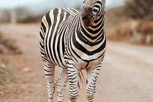 African zebra