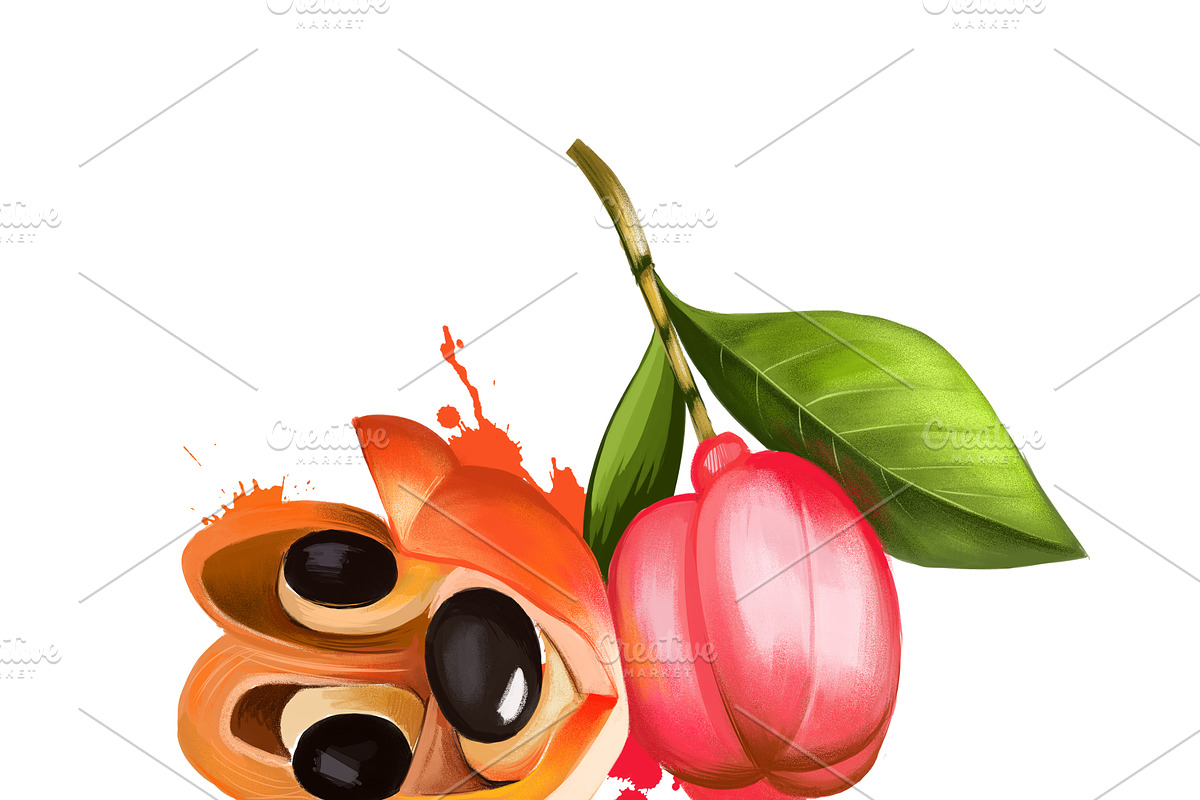 Ackee Print, Jamaican Kitchen Art, a Food Illustration by Dneprstock (Photo 1 of 4)