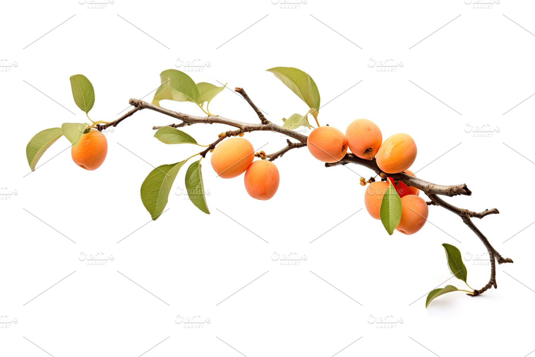 Apricot tree branch on white background, a Nature Photo by AlyaAnd