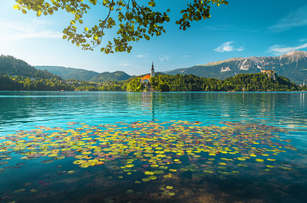 Stunning view with lotus flowers, a Nature Photo by Alpine Dreams