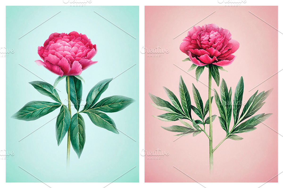 Watercolour illustrations of peonies, a Pattern Graphic by Sundra (Photo 5 of 9)