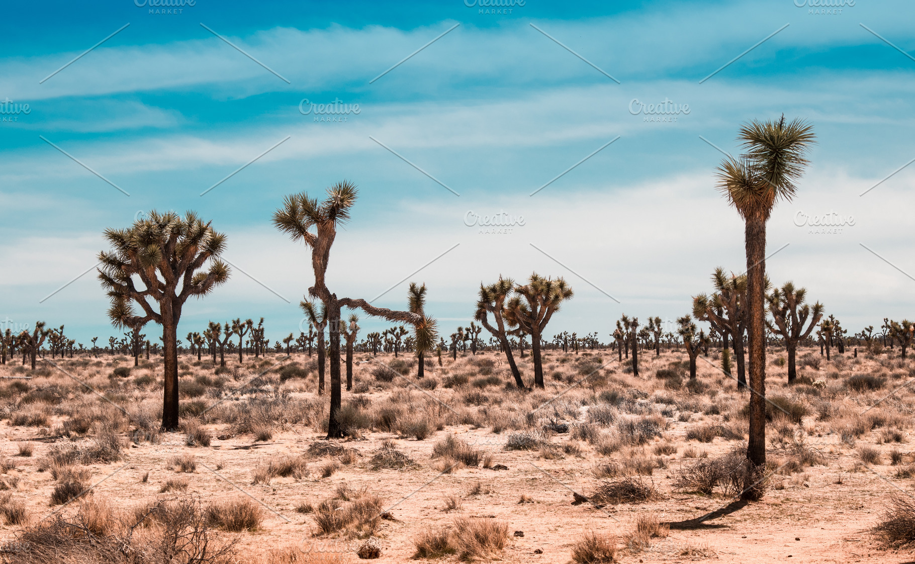 Joshua trees landscape stock photo containing background and blue, a Nature Photo by Madjid