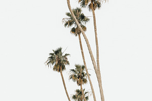 palms all lined up