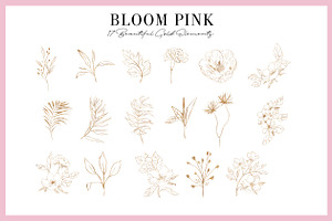 Bloom Pink Rose