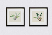 Watercolor Olive Branch Graphic Set, a Food Illustration by In the clouds (Thumbnail 6 of 7)