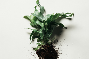 Green Plant on White Backdrop