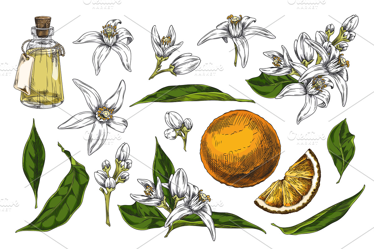 Vector set of hand drawn, an Object Illustration by Sabelskaya