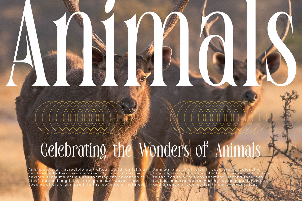 Enigmatic Legendary Modern Serif, a Serif Font by timelesstype.co (Photo 4 of 20)