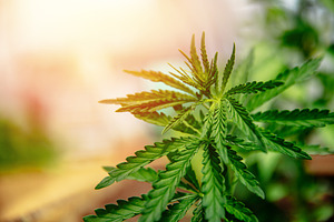 Bush marijuana cannabis on blurred b containing cannabis, marijuana, and