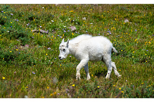 Young mountain goat walking in, an Animal Photo by Leonid Andronov