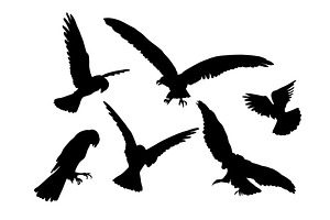 Set of eagle bird silhouettes. Birds, an Animal Illustration by Nenahliadava Design