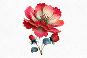 Spring Cosmos Flower Clipart Png, an Illustration by Craft Nest (Thumbnail 10 of 11)