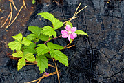 Flowers on the ashes, a Nature Photo by rezkrr (Thumbnail 2 of 4)