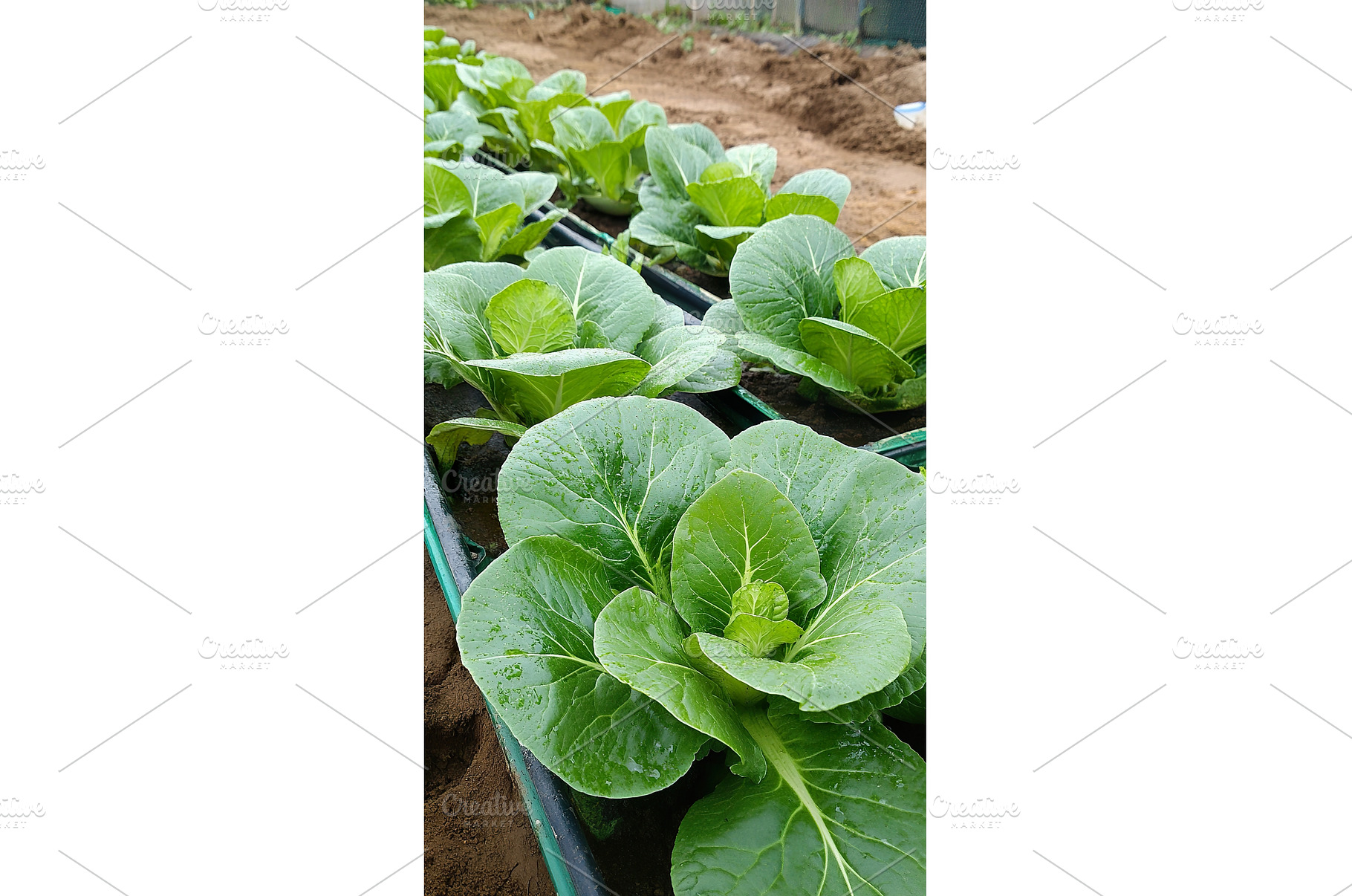 Fresh green cabbage plants growing, a Food & Drink Photo by Lermont51