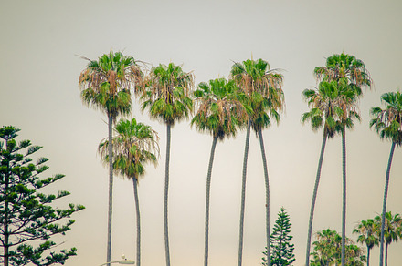 Palm Tree In The Sky Stock Photo Containing Palm Tree And Beach preview 5